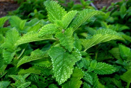 Φυτό Μελισσόχορτου