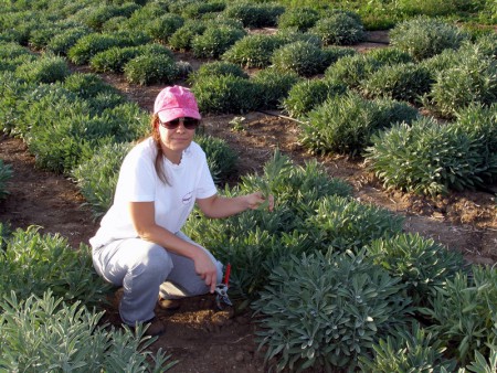 Συλλογή δείγματος φασκόμηλου