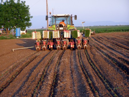 Μεταφύτευση