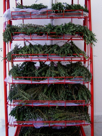 Φυσική αποξήρανση δειγμάτων θυμαριού