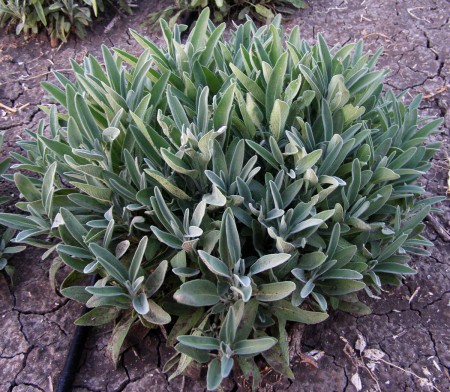 Φυτό Φασκόμηλου