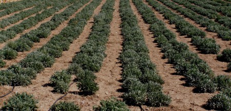 Καλλιέργεια φασκόμηλου (Salvia officinalis)