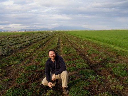 Καλλιέργεια μελισσόχορτου μετά τον καθαρισμό με στελεχοκόπτη για ανανέωση 