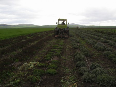 Καθαρισμός χειμερινών υπολειμάτων μελισσόχορτου με χρήση στελεχοκόπτη