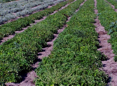 Καλλιέργεια μελισσόχορτου 