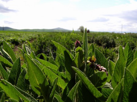 Η πρώτη άνθιση....