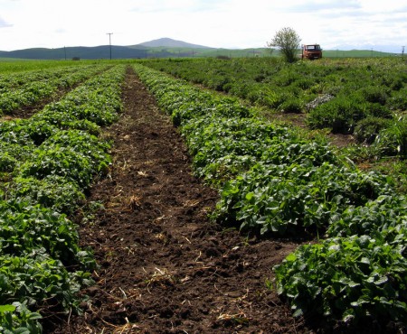 Καλλιέργεια μελισσόχορτου νωρίς την Άνοιξη