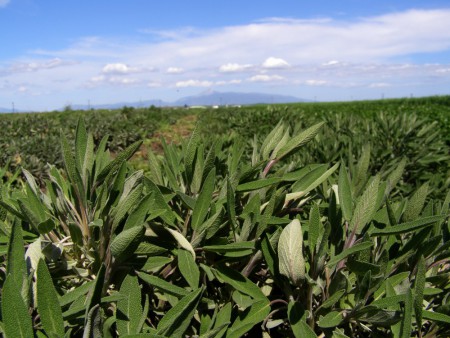 Φασκόμηλο νωρίς την Άνοιξη